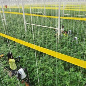 溫室水肥一體化